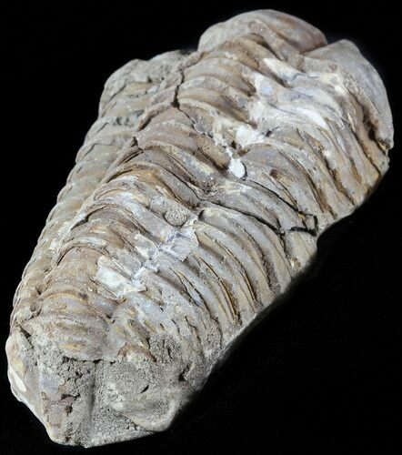 Calymene Trilobite From Morocco #49627